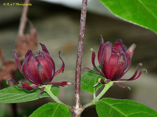 {Calycanthus floridus}